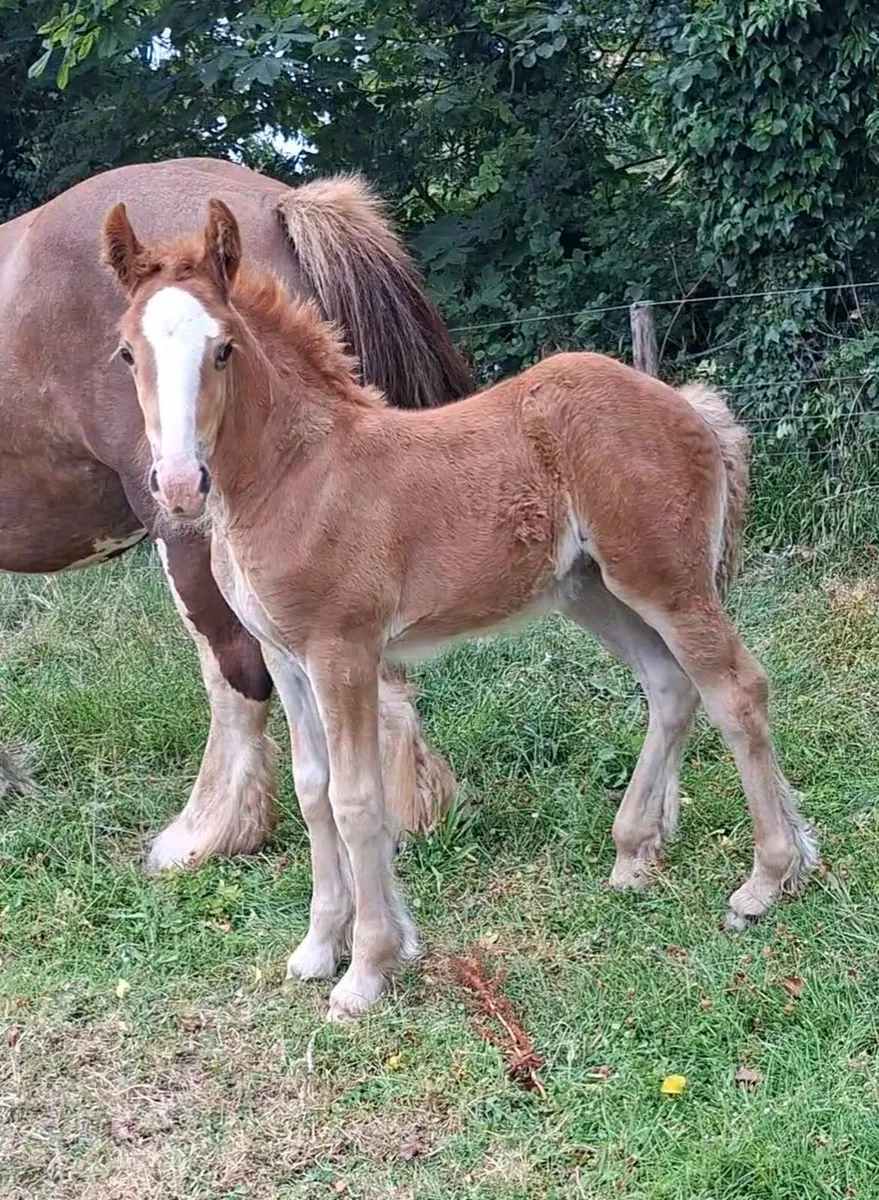Heavy Cob Mare / Filly Foal - Image 3