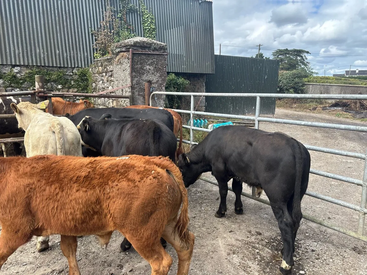 8 super continental bull weanlings - Image 1