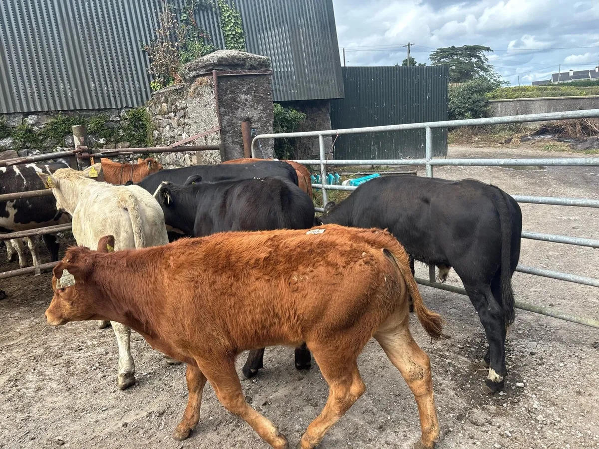 8 super continental bull weanlings - Image 2