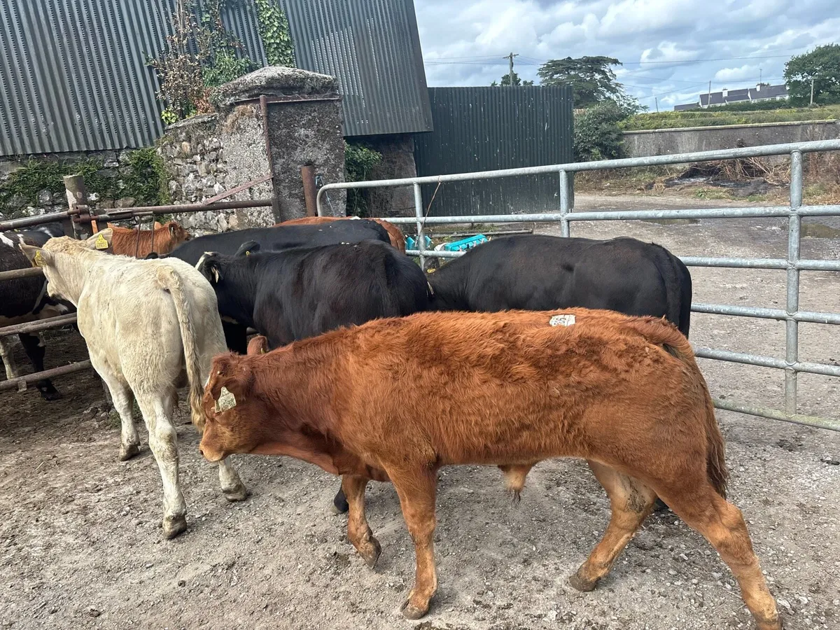 8 super continental bull weanlings - Image 3