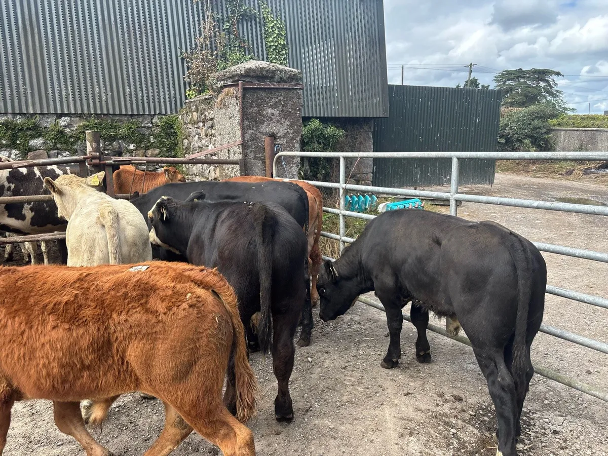 8 super continental bull weanlings - Image 4