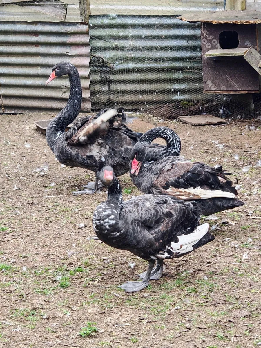 Black swans - Image 1