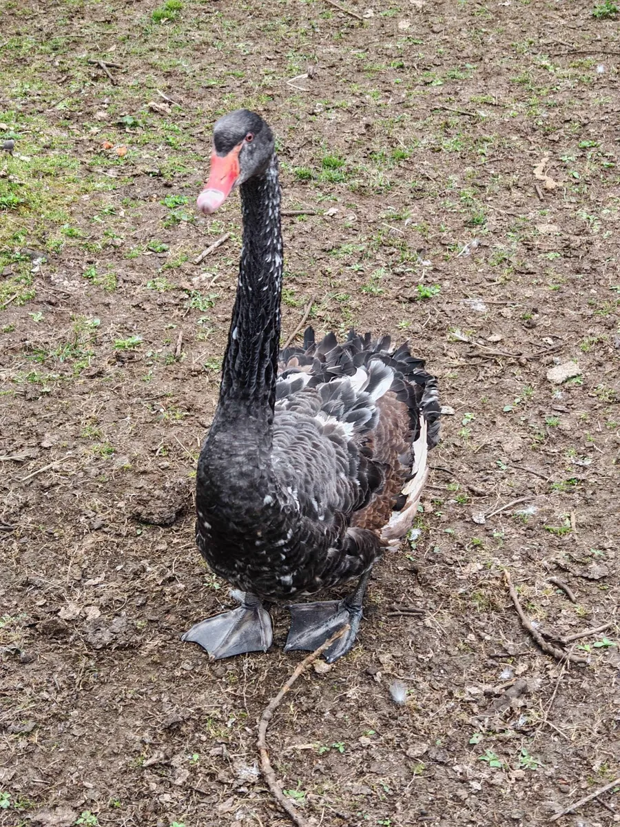 Black swans - Image 4