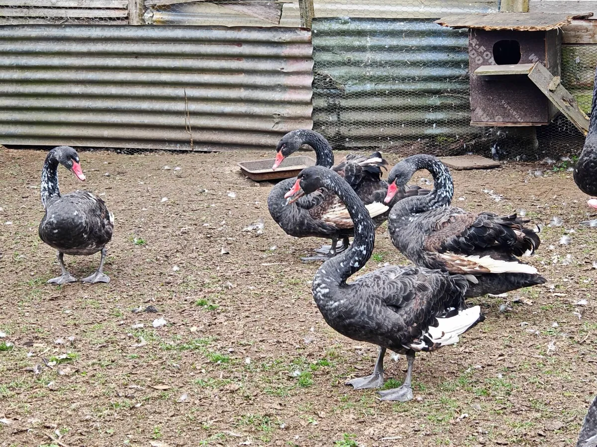 Black swans - Image 2