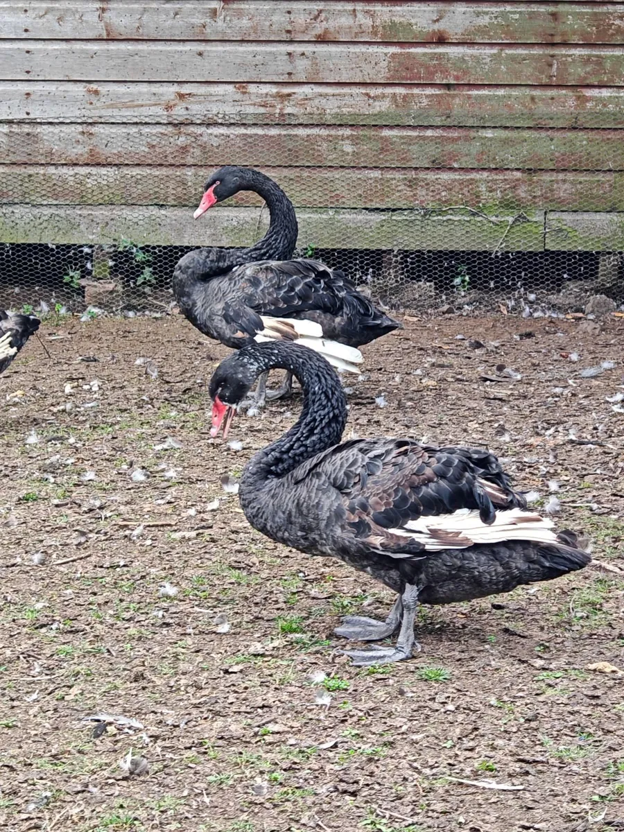 Black swans - Image 3