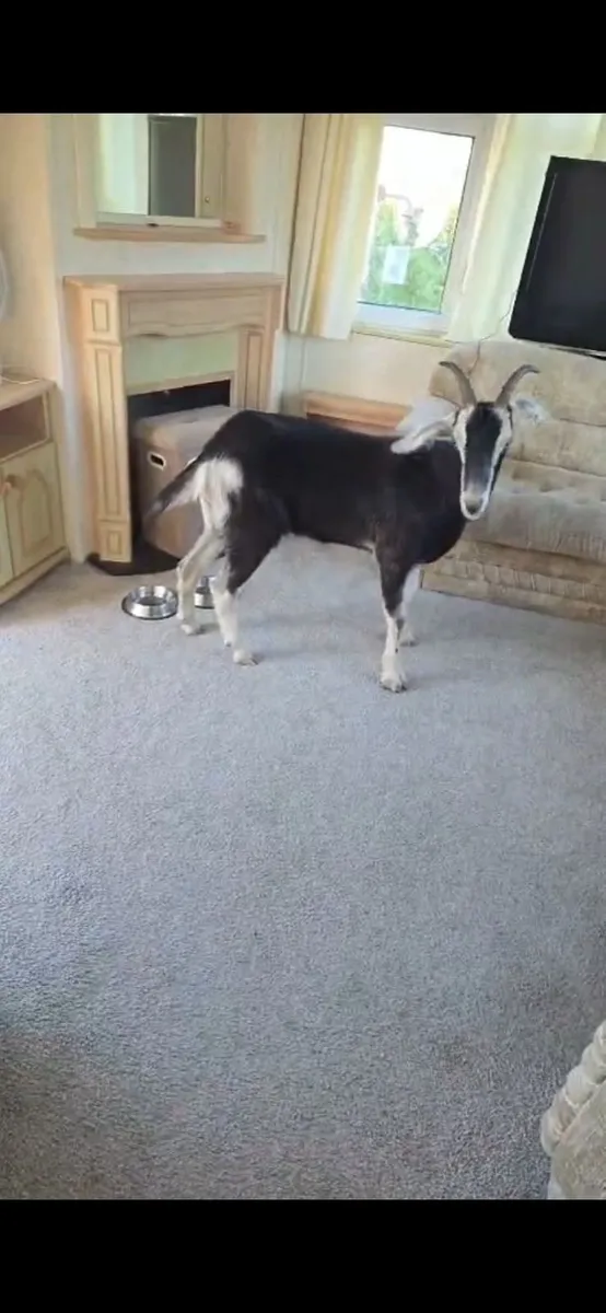 Goat