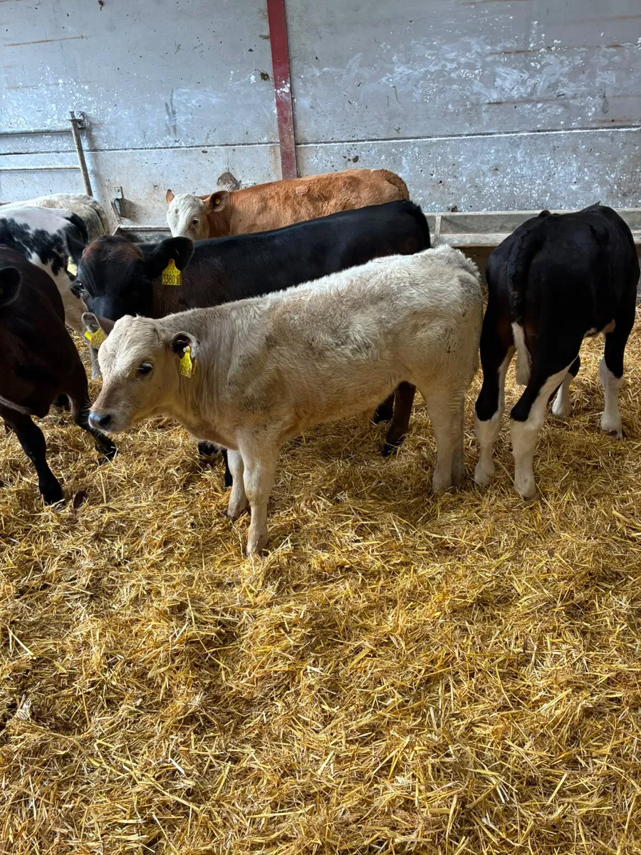 Bulls - Image 3