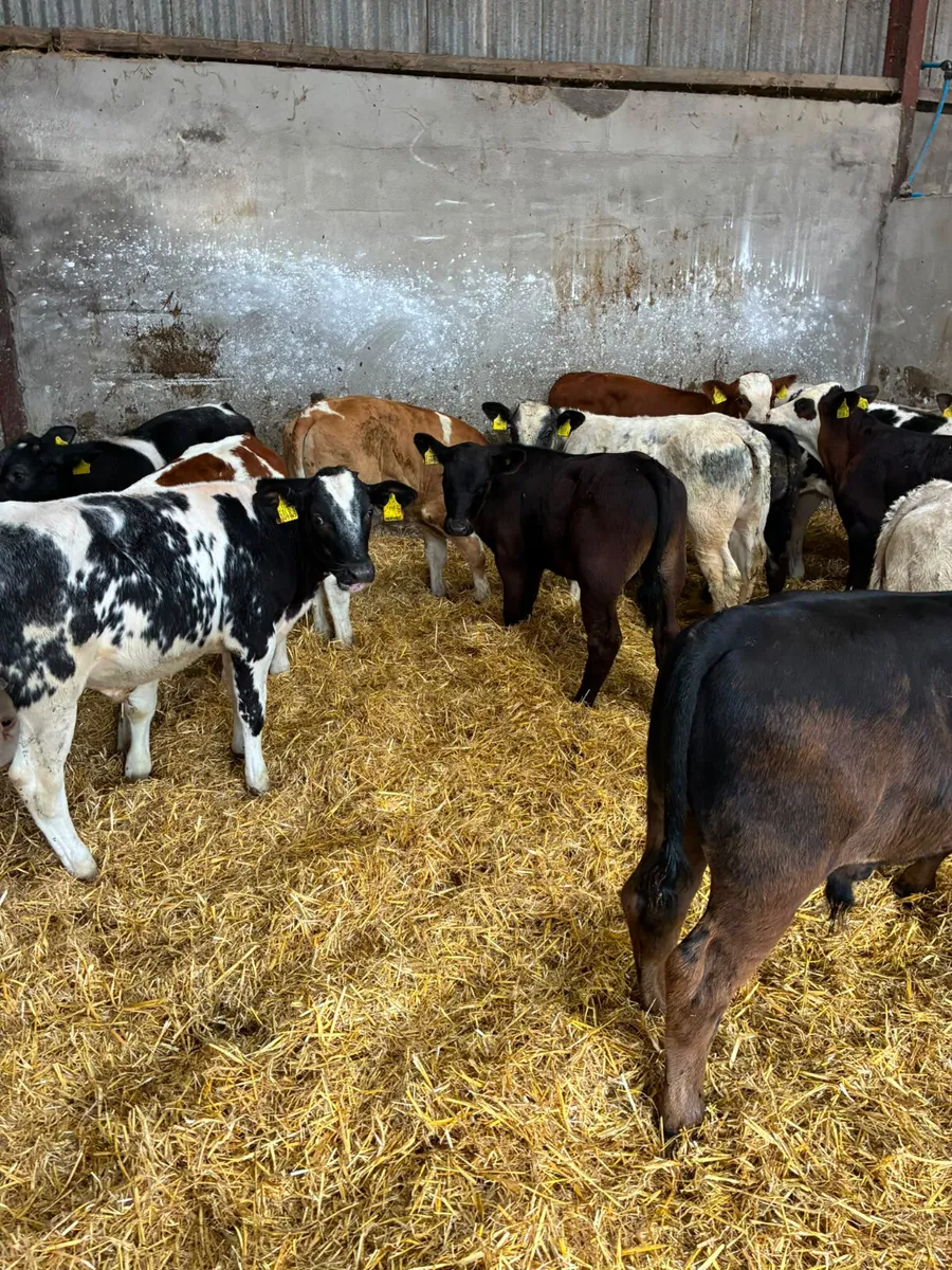 Bulls - Image 4