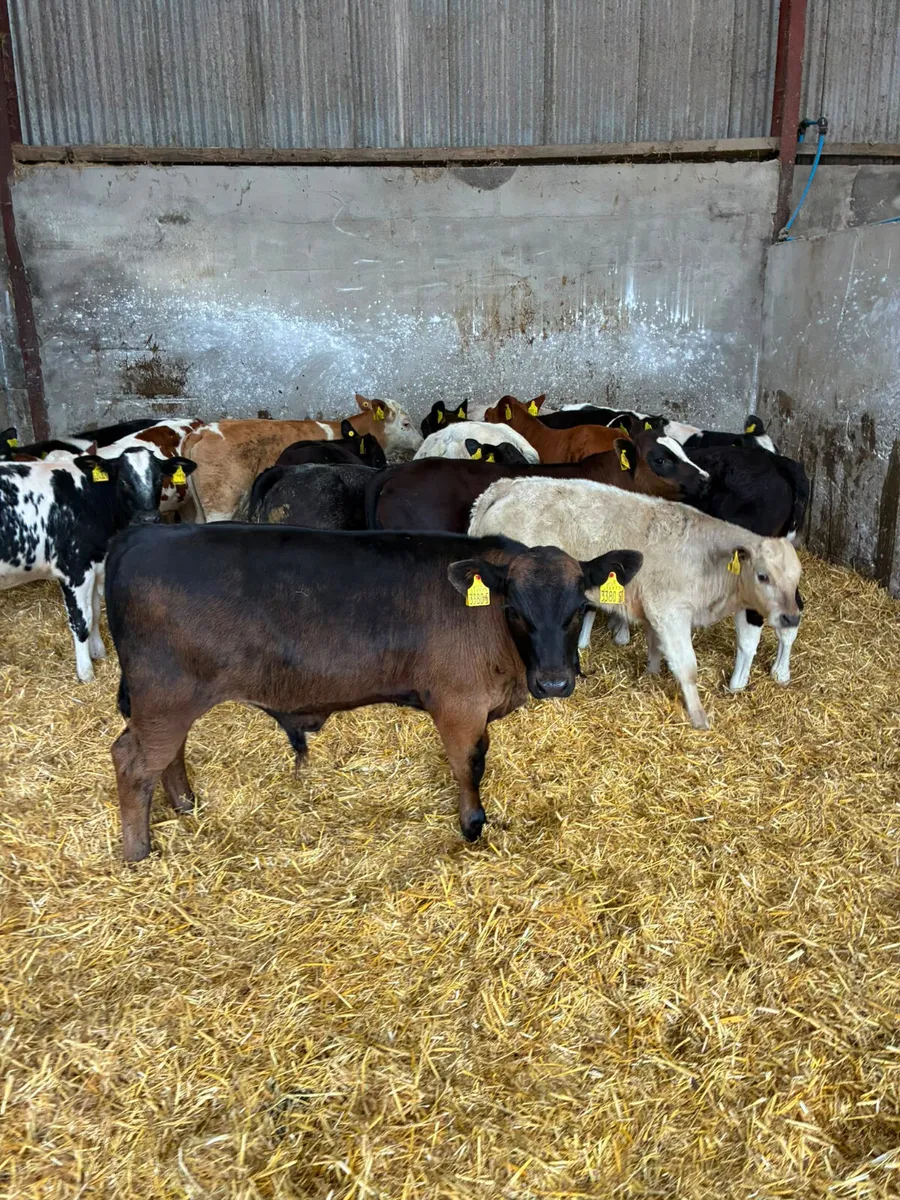 Bulls - Image 1