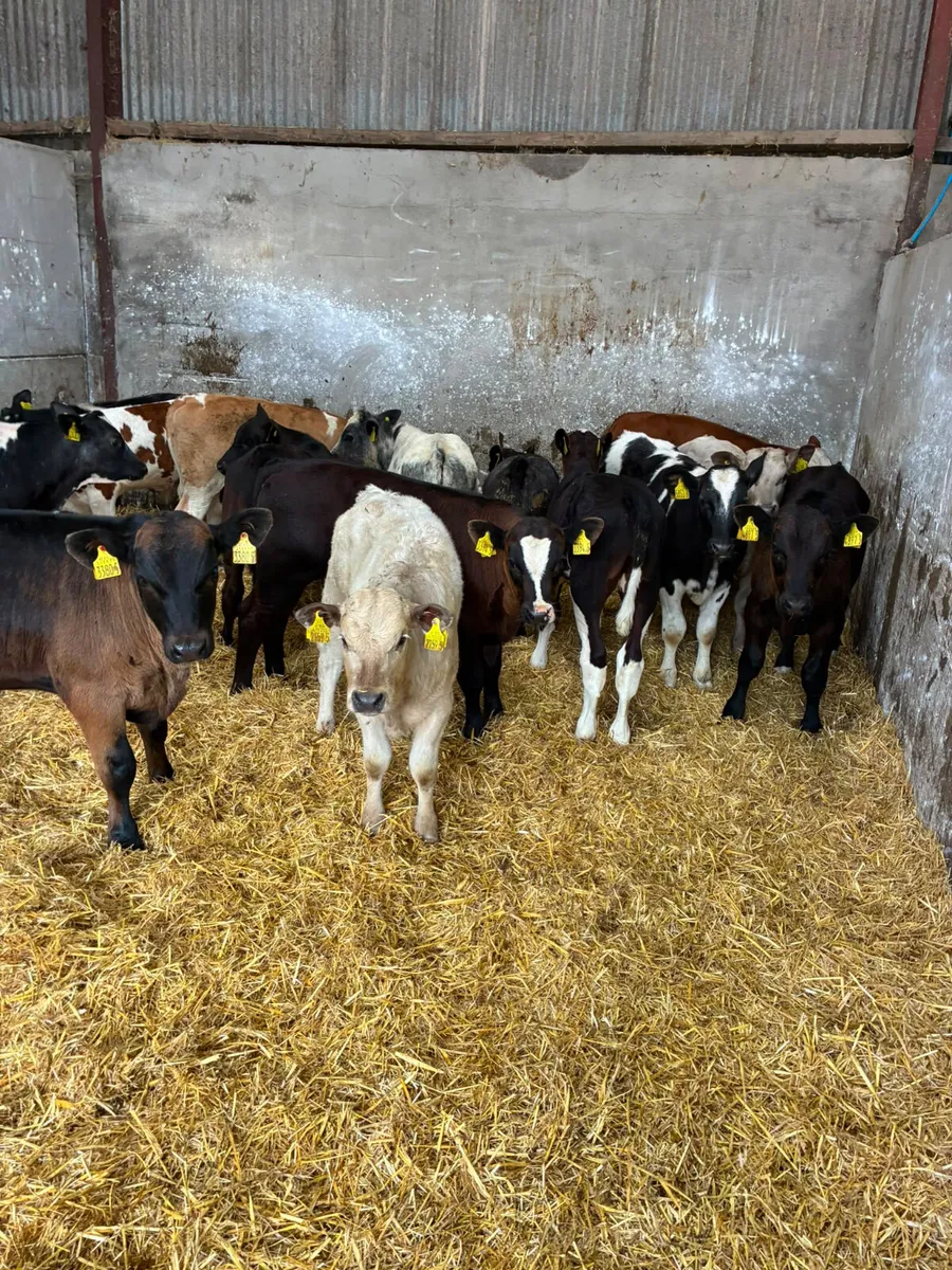 Bulls - Image 2