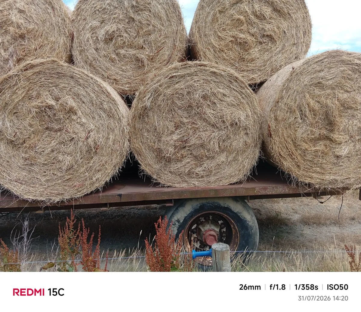 Hay
