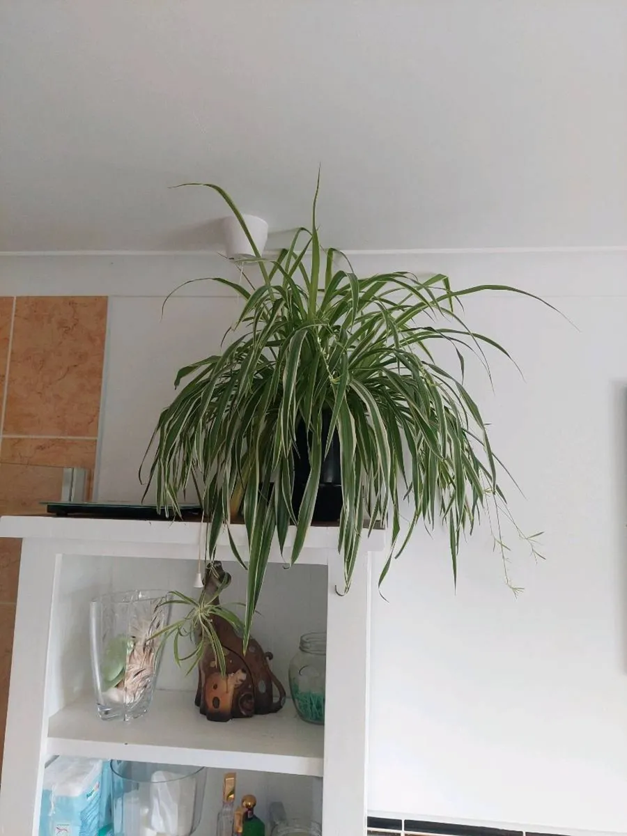 Spider Plant - Image 2