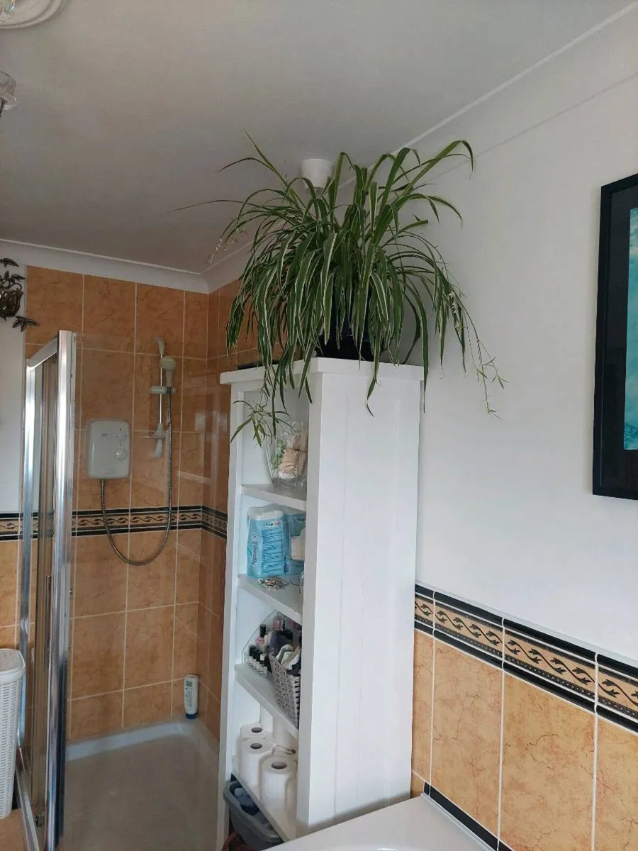 Spider Plant - Image 3