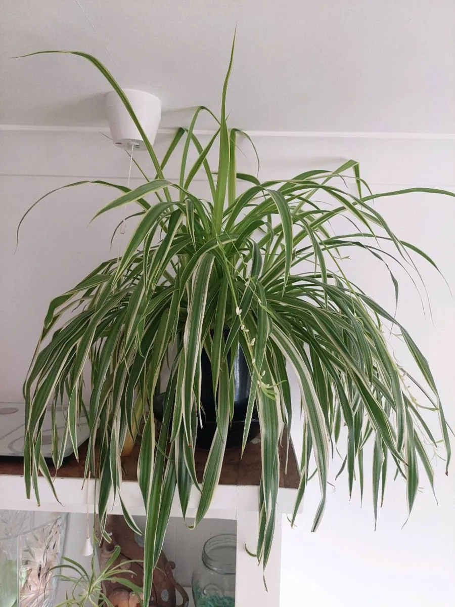 Spider Plant - Image 1