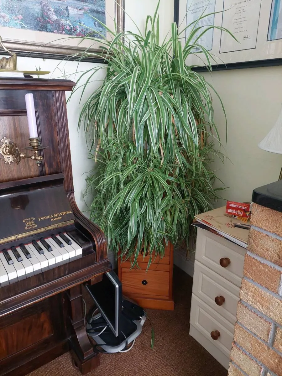 Spider plant - Image 1