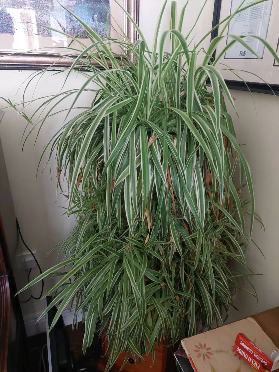 Spider plant - Image 2