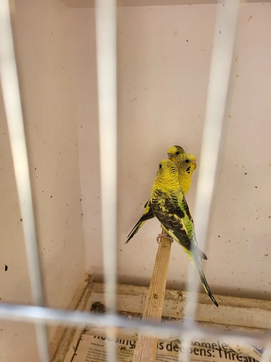 Birds - Image 1