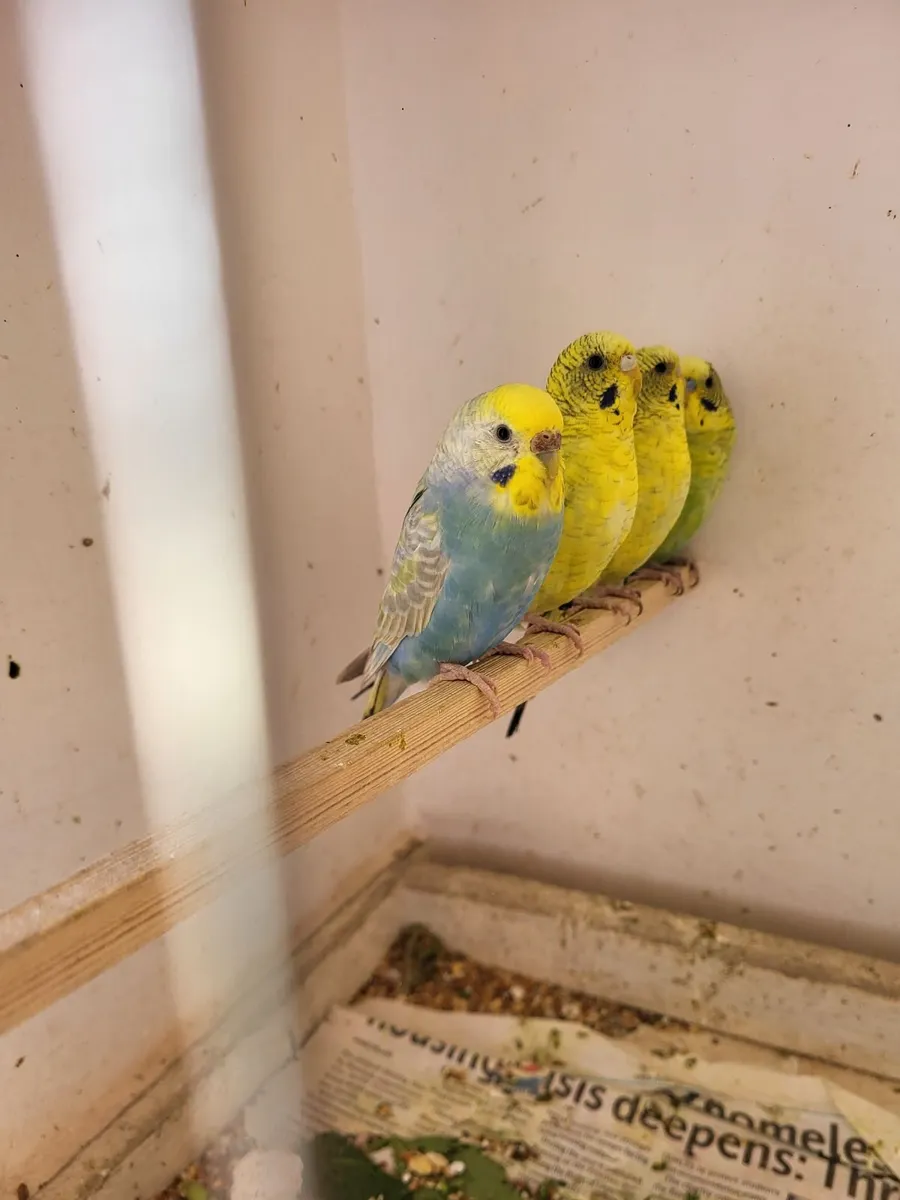 Birds - Image 2