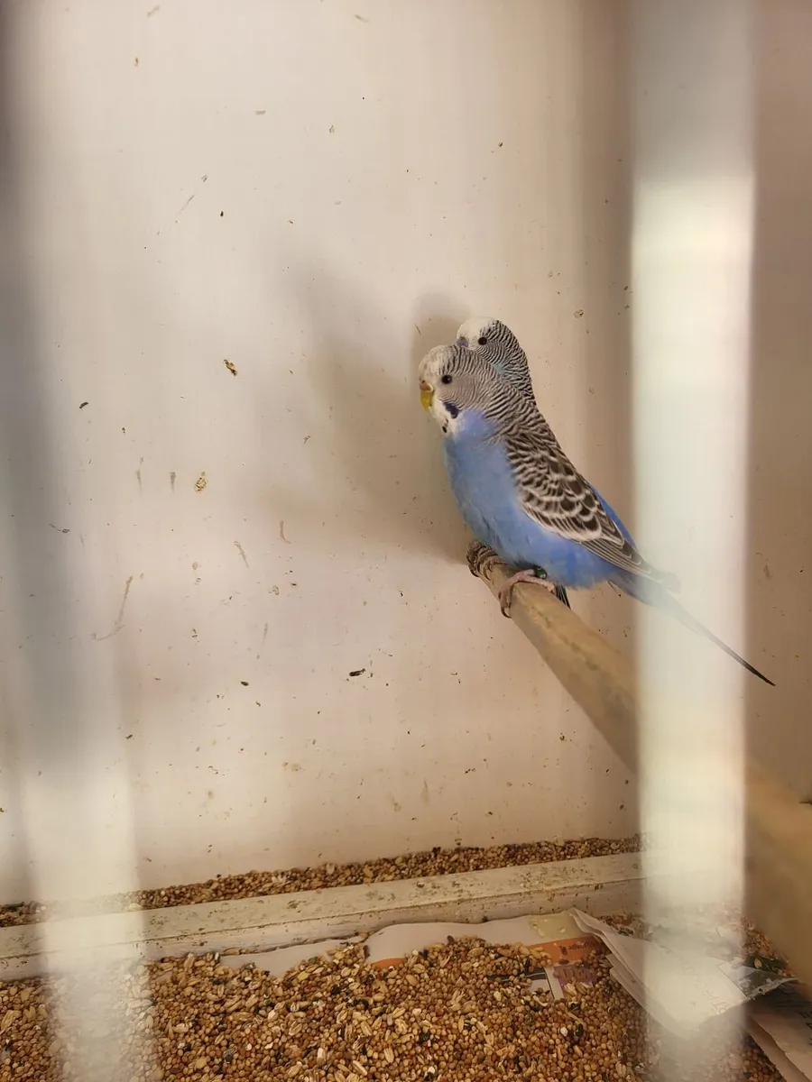Birds - Image 3