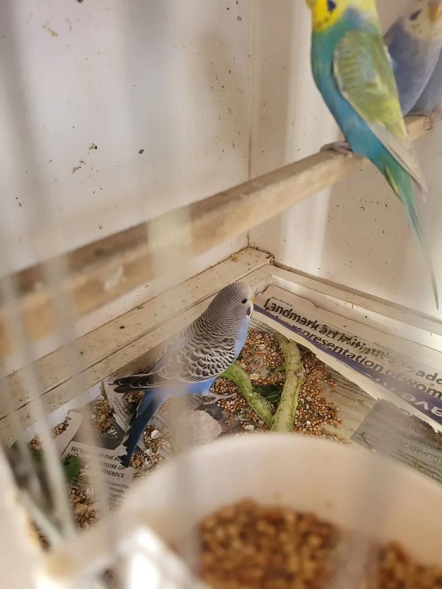 Birds - Image 4