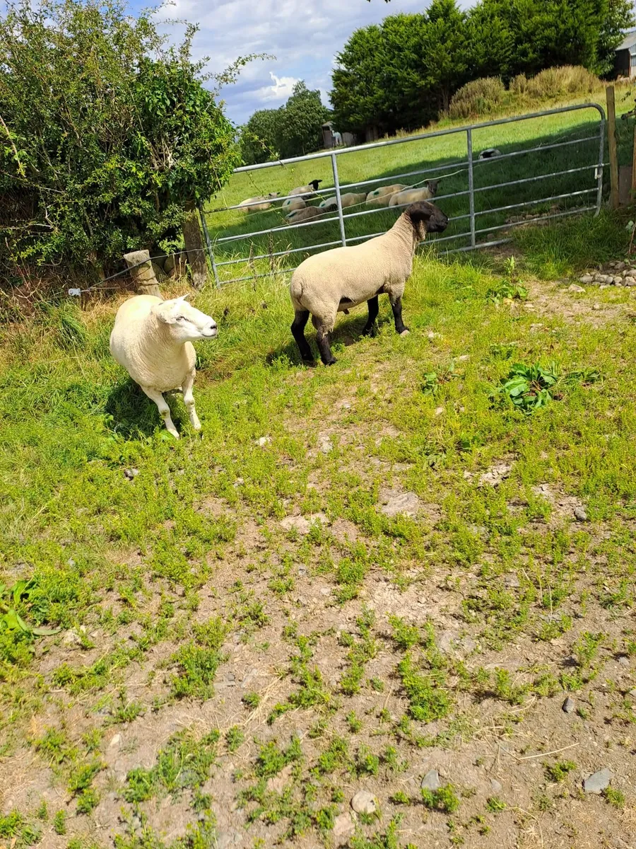 Sheep - Image 1