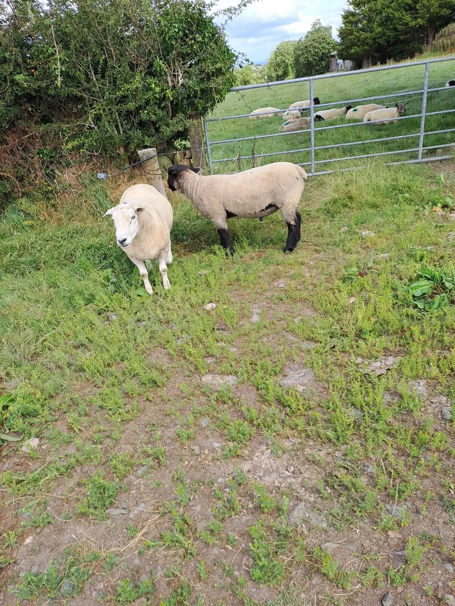 Sheep - Image 2