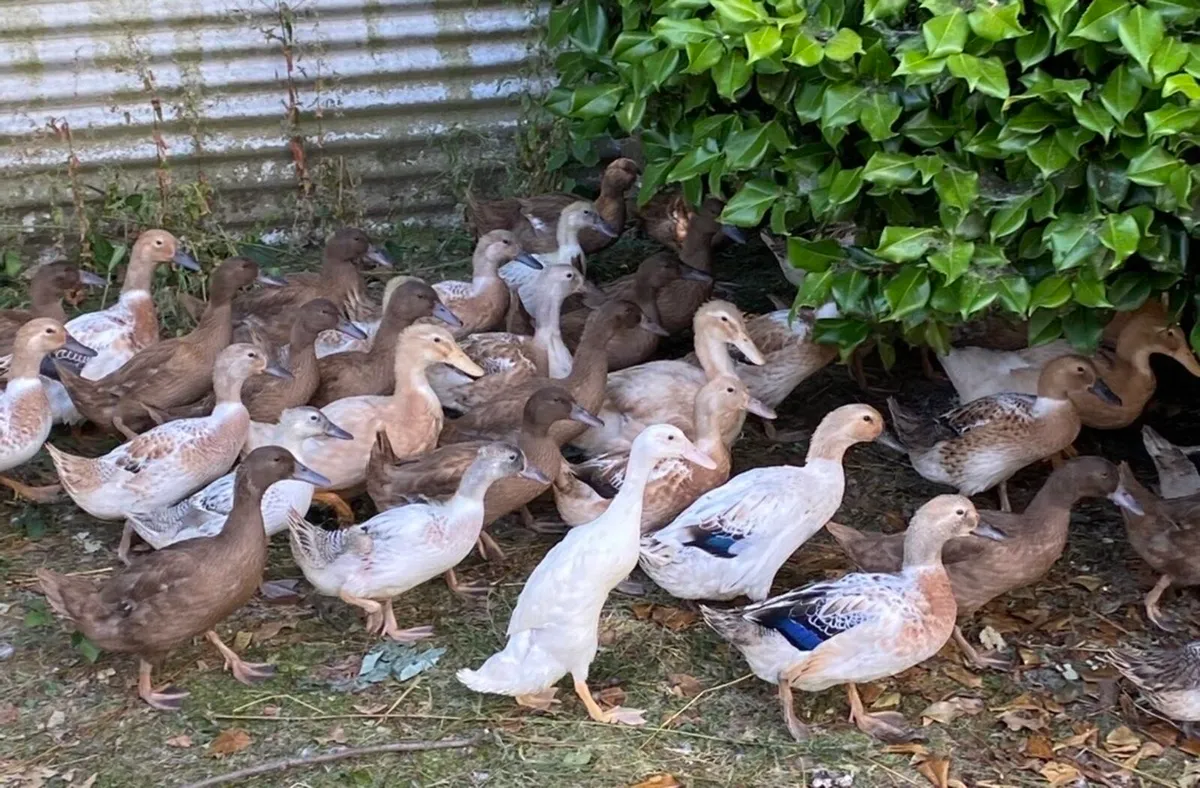 Pullets and ducks all female - Image 2