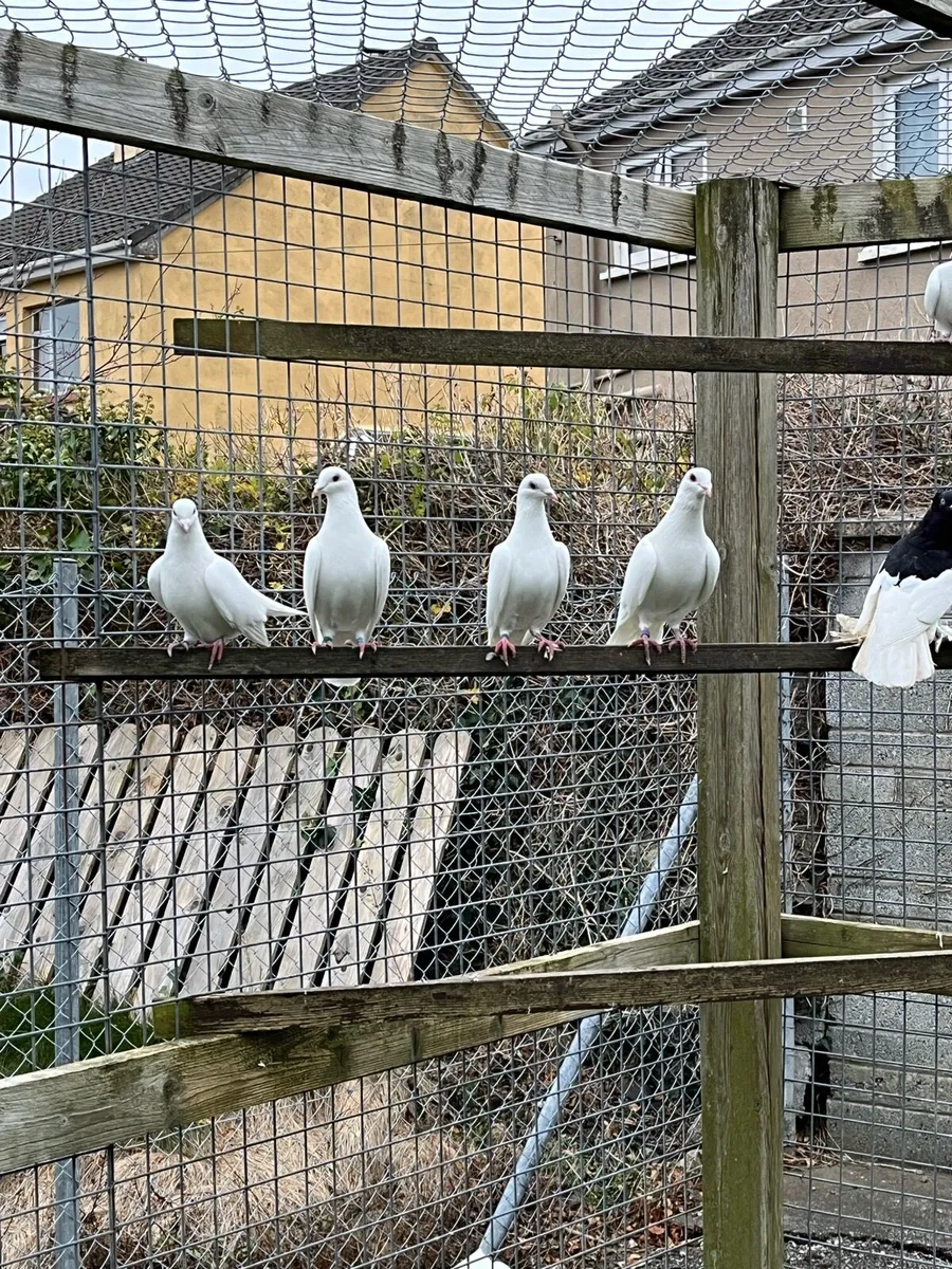 Logan White Pigeons - Image 3