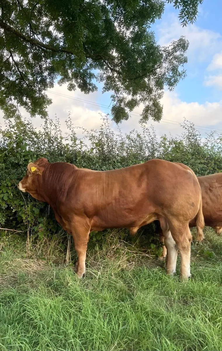 Top Quality 5 ⭐️ Easy Calving PBR Limousin Bull - Image 2