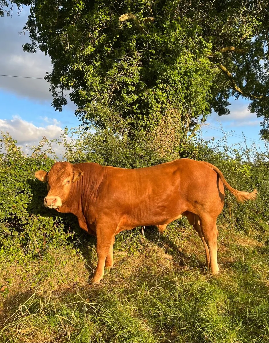 Top Quality 5 ⭐️ Easy Calving PBR Limousin Bull - Image 4