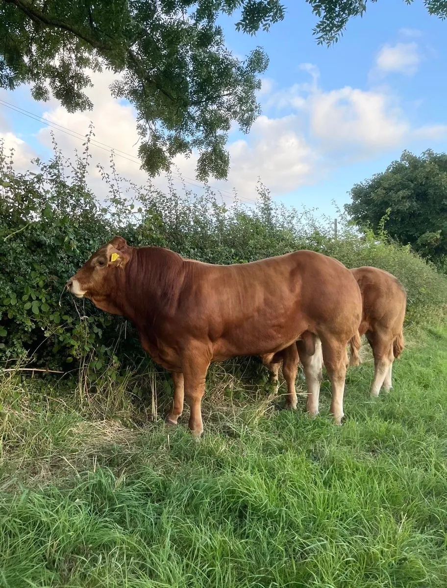 Top Quality 5 ⭐️ Easy Calving PBR Limousin Bull - Image 3