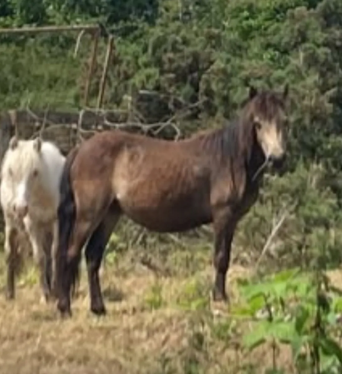 Kerry Bog Pony - Image 2
