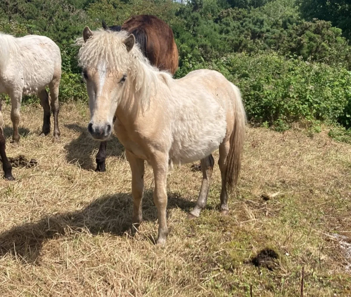 Kerry Bog Pony - Image 1