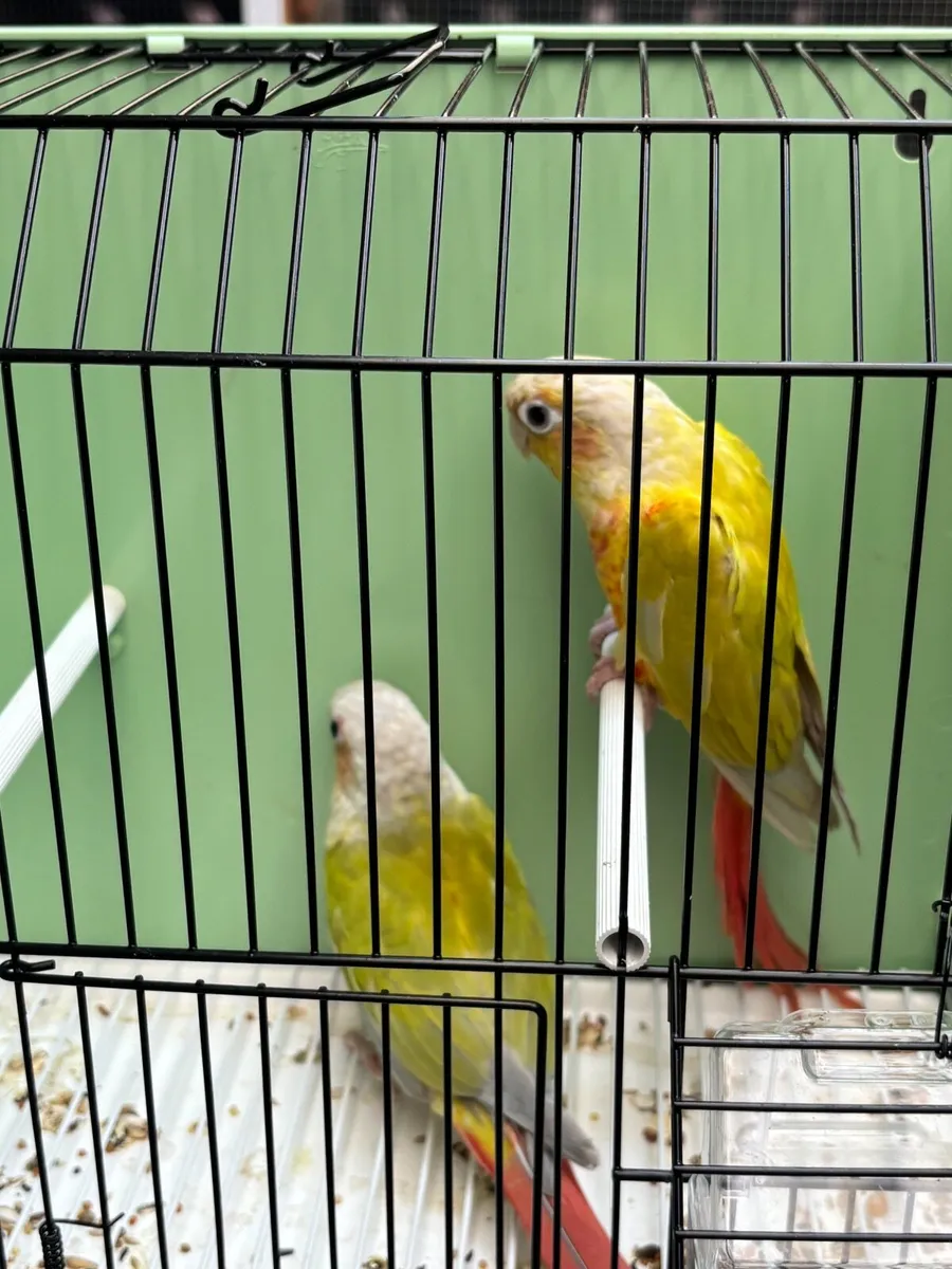 Conures - Image 3