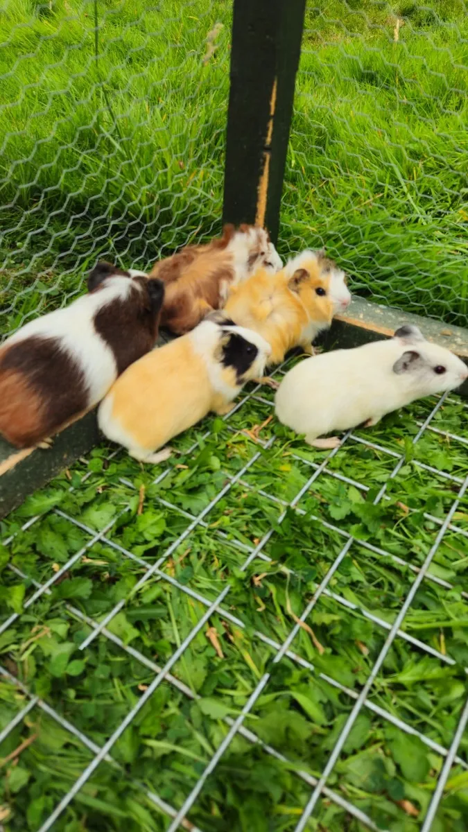 🐹 Guinea Pigs  🐹 - Image 1