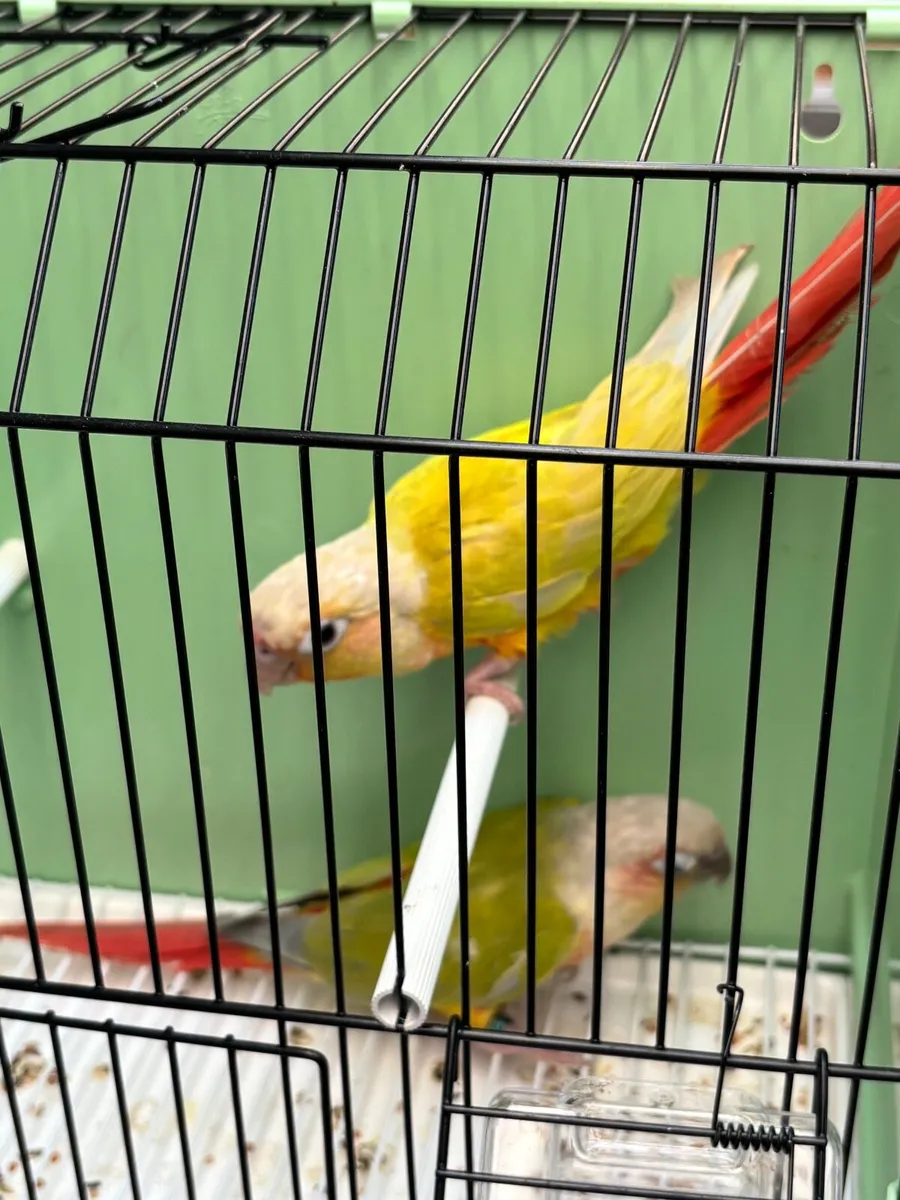 Conures - Image 4