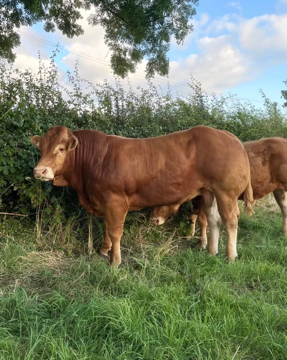 Top Quality 5 ⭐️ Easy Calving PBR Limousin Bull - Image 1