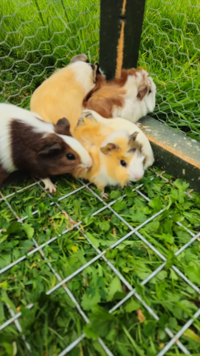 🐹 Guinea Pigs  🐹 - Image 2