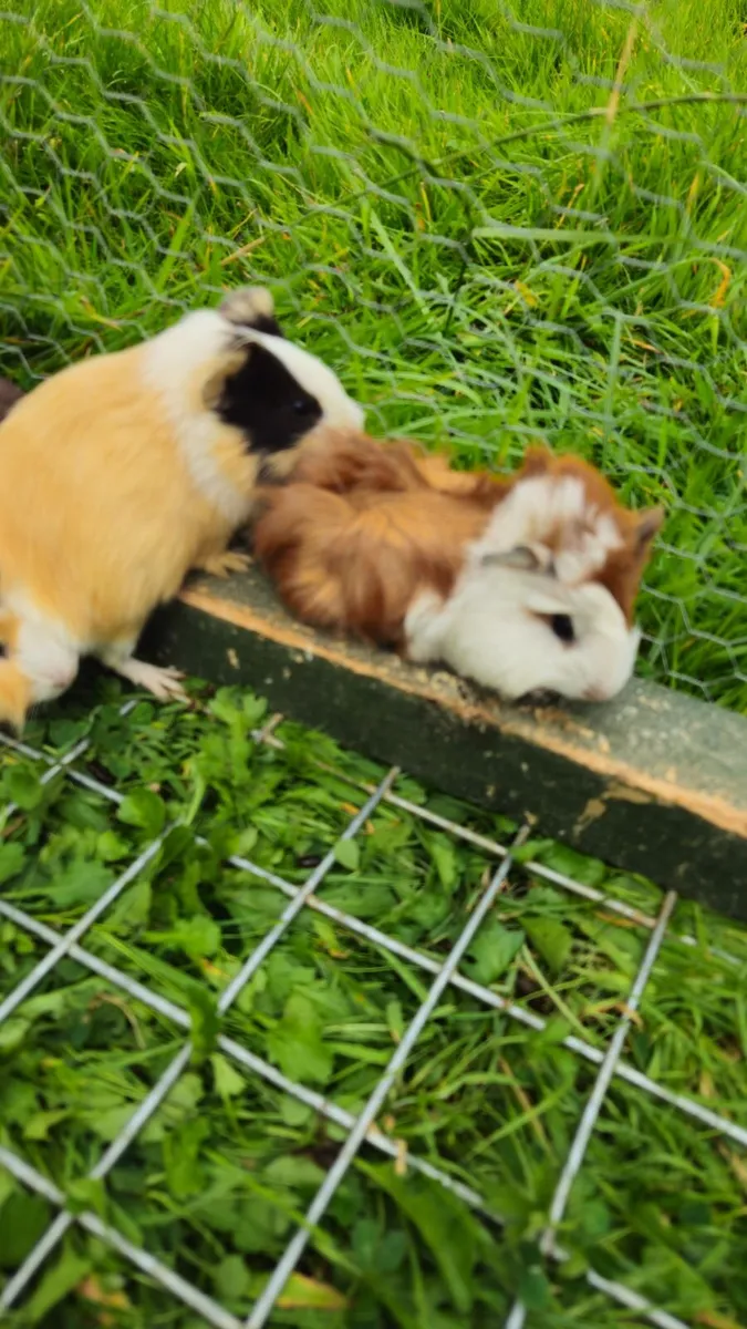 🐹 Guinea Pigs  🐹 - Image 3