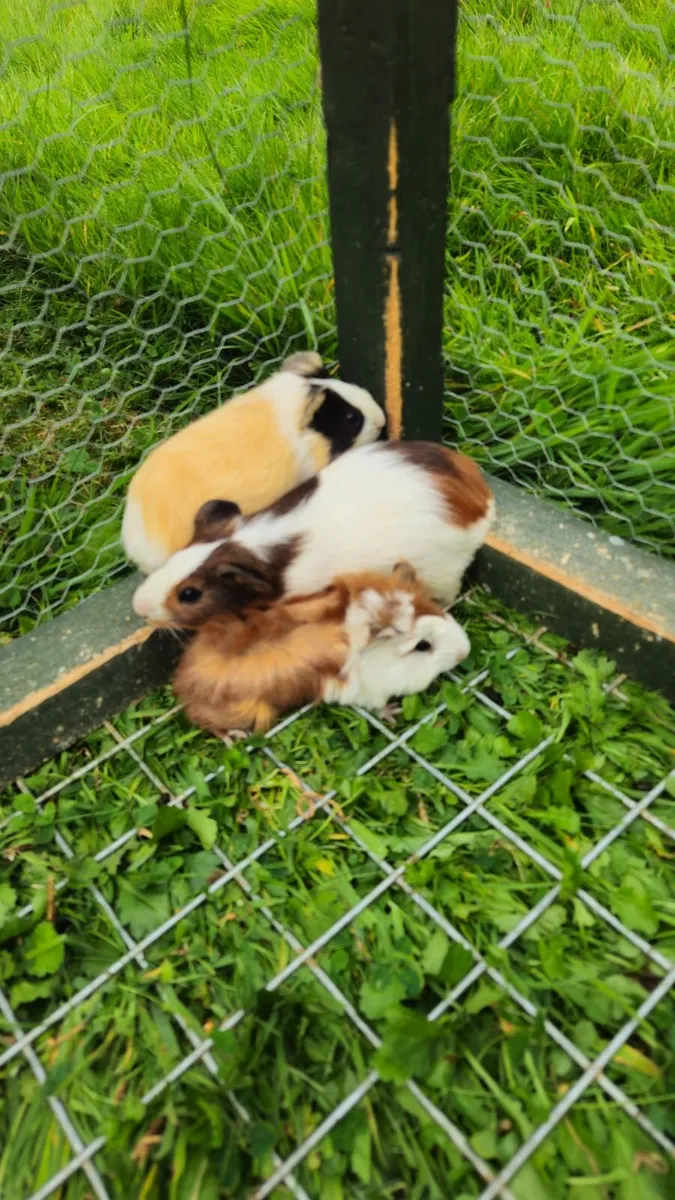 🐹 Guinea Pigs  🐹 - Image 4