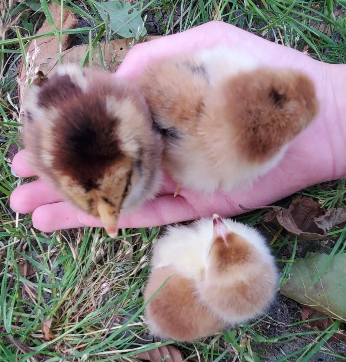 Day Old  Chicks 🐥 - Image 2