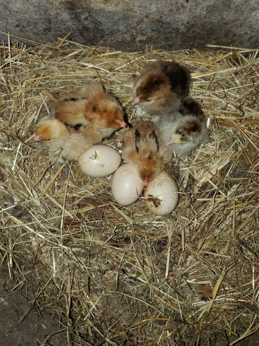 Day Old  Chicks 🐥 - Image 3