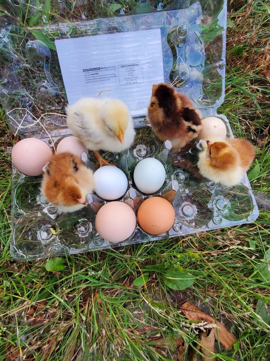 Day Old  Chicks 🐥 - Image 1