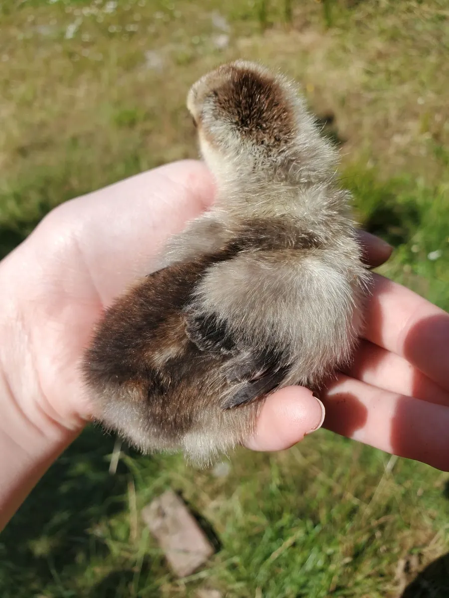 Day Old  Chicks 🐥 - Image 4
