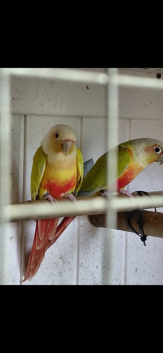 Conures - Image 2