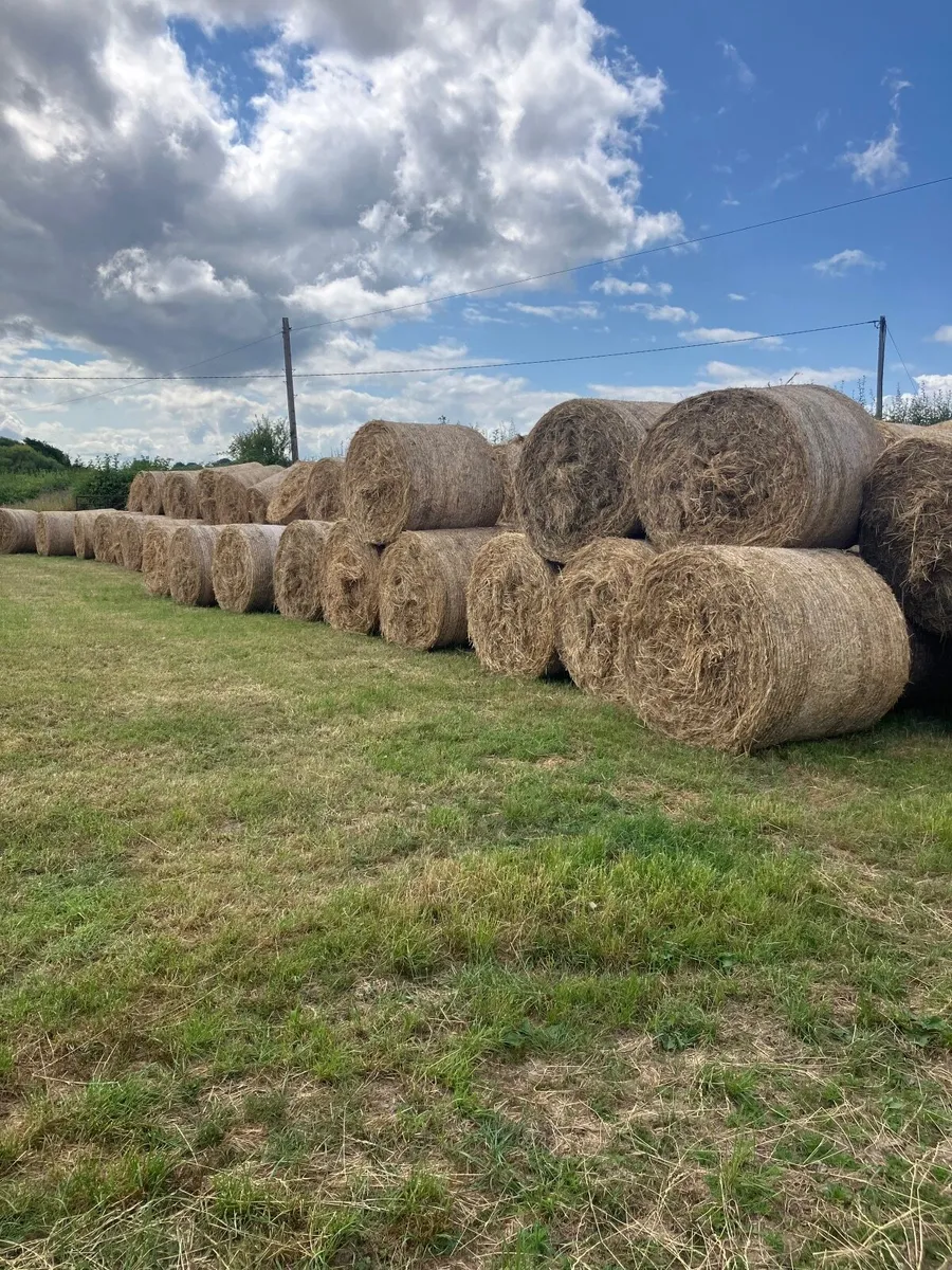 Bedding hay/rushes bales