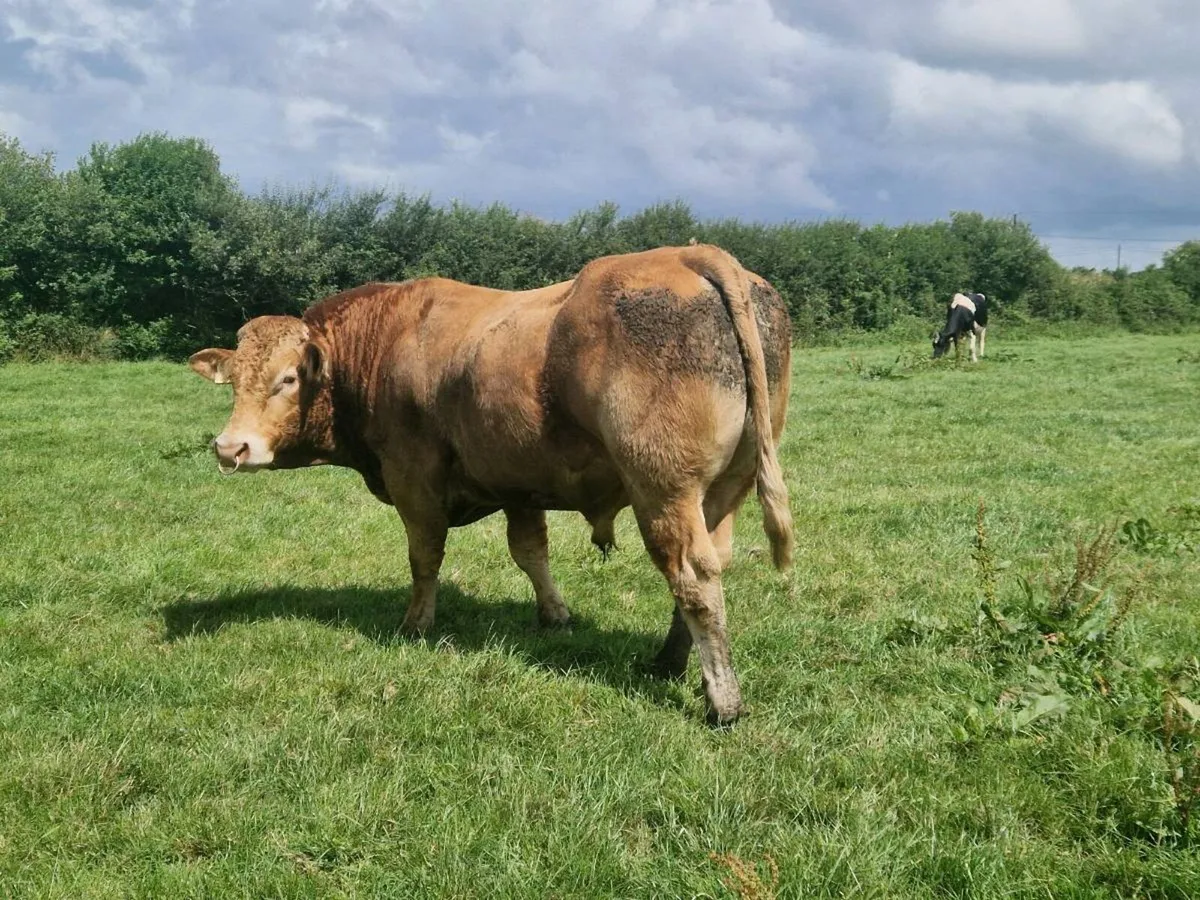 Pure Bred Limousin Bull - Image 2