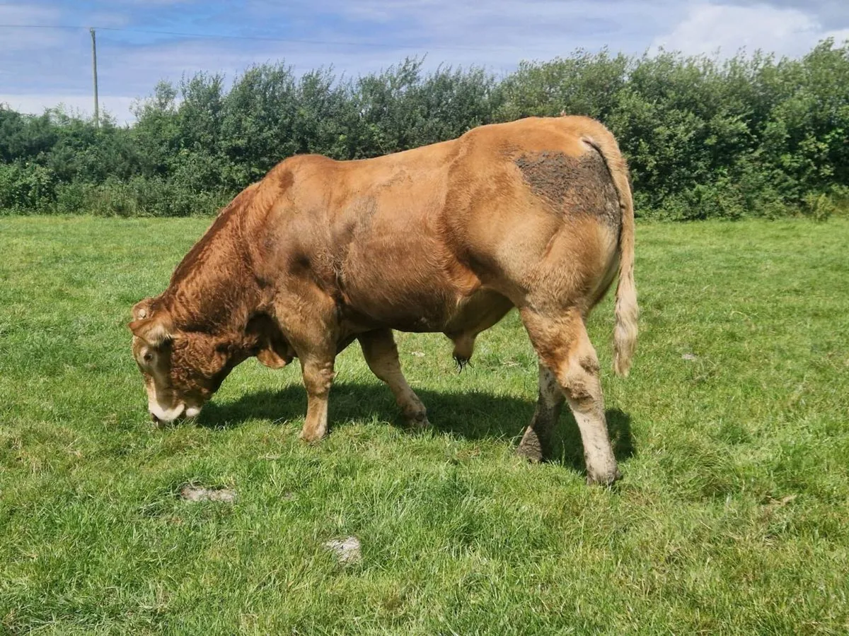 Pure Bred Limousin Bull - Image 3