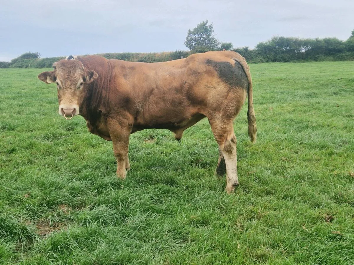 Pure Bred Limousin Bull - Image 1