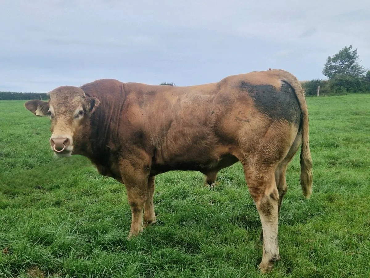 Pure Bred Limousin Bull - Image 4